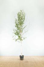 Betula utilis Doorenbos hoogstam
