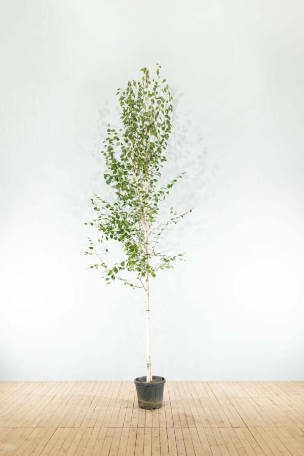 Betula utilis Doorenbos hoogstam, Tuin en Terras, Planten | Tuinplanten