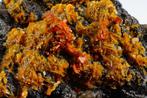 Levendige oranje WULFENITE-kristallen op matrix zeer, Verzamelen
