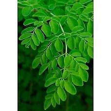 Moringa Oleifera Poeder, zaden of capsules