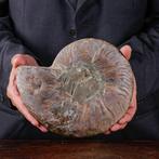 Calciet en Aragoniet - Fossiele ammoniet - Eerste keus, Verzamelen, Nieuw