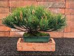 Den bonsai (Pinus) - Hoogte (boom): 24 cm - Diepte (boom):, Antiek en Kunst