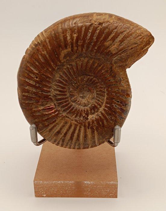 Ammoniet - Gefossiliseerd dier - Perisphinctes (Zonder, Verzamelen, Mineralen en Fossielen