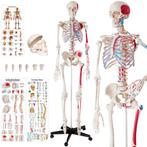 Menselijke anatomie skelet met spier- en bot markering - wit, Nieuw, Verzenden
