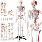 Menselijke anatomie skelet met spier- en bot markering - wit, Verzenden, Nieuw