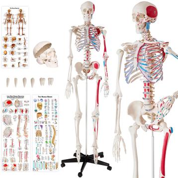 Menselijke anatomie skelet met spier- en bot markering - wit beschikbaar voor biedingen