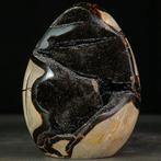 Septarische knobbeltjes, ook bekend als Dragon Stones, Verzamelen, Mineralen en Fossielen