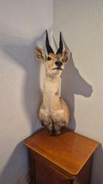 Imbabala Taxidermie wandmontage - Tragelaphus sylvaticus -, Nieuw