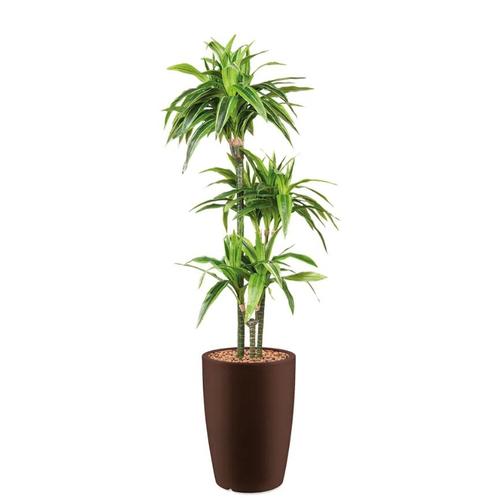 Dracaena Lemon Lime kunstplant, H150cm, Huis en Inrichting, Kamerplanten, Ophalen of Verzenden