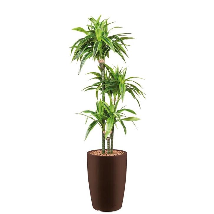 Dracaena Lemon Lime kunstplant, H150cm, Huis en Inrichting, Kamerplanten, Overige soorten, 150 tot 200 cm, Ophalen of Verzenden