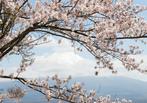Kersenbloesem fotobehang Mount Fuji, Huis en Inrichting, Verzenden, Japan, fuji vulkaan, kersenbloesem