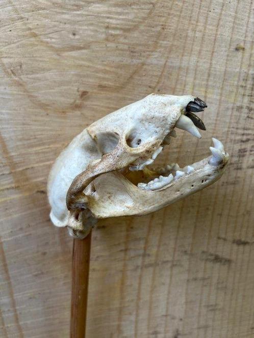 Das Schedel van een zoogdier - Meles meles - 8 cm - 15 cm -, Verzamelen, Dierenverzamelingen