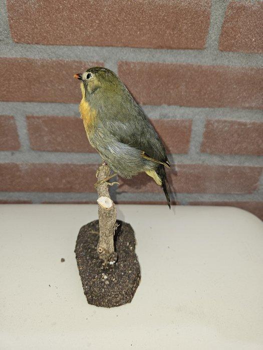 Japanse Nachtegaal / Chinese nachtegaal Taxidermie volledige, Verzamelen, Dierenverzamelingen