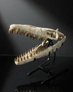 Mosasaurus - Fossiele schedel - Mosasaurus sp. - 43 cm - 54, Verzamelen, Mineralen en Fossielen