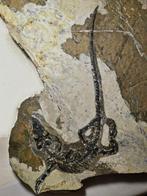 Krokodil - Gefossiliseerd dier - Monjurosuchus - 40 cm