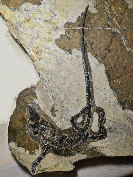 Krokodil - Gefossiliseerd dier - Monjurosuchus - 40 cm, Verzamelen, Mineralen en Fossielen