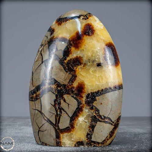 Natuurlijke septarie van eerste kwaliteit Vrije vorm- 725.25, Verzamelen, Mineralen en Fossielen