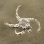 twee slangsterren - Gefossiliseerd dier - Aspiduriella, Verzamelen
