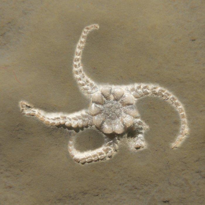 twee slangsterren - Gefossiliseerd dier - Aspiduriella, Verzamelen, Mineralen en Fossielen
