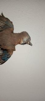 Gaai Taxidermie volledige montage - Garrulus glandarius - 35, Nieuw
