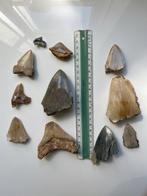 11 Megalodon- en Hemipristis-haaientanden - Fossiele tand -