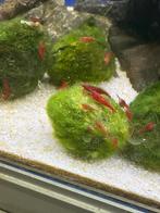 Red Sakura Garnalen (Neocaridina Davidi Sakura Red), Kreeft, Krab of Garnaal, Schoolvis