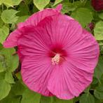 Hibiscus Moscheutos Luna F1 Rose (moscheutos-luna-f1-roze), Tuin en Terras, Ophalen of Verzenden, Overige soorten, Eenjarig