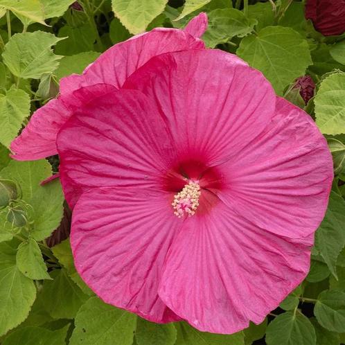 Hibiscus Moscheutos Luna F1 Rose (moscheutos-luna-f1-roze), Tuin en Terras, Planten | Tuinplanten, Overige soorten, Eenjarig, Ophalen of Verzenden