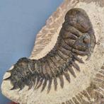 Trilobiet - Gefossiliseerd dier - Crotalocephalina gibbus -, Verzamelen, Mineralen en Fossielen