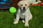 Onwijs Mooie Gele Labrador pups met Stamboom en NLV-Keurmerk, Dieren en Toebehoren, CDV (hondenziekte), Meerdere, Teef, 8 tot 15 weken