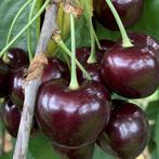 Kersenboom - Prunus Karina - Omtrek: 10-14 cm | Hoogte: 300, Ophalen of Verzenden
