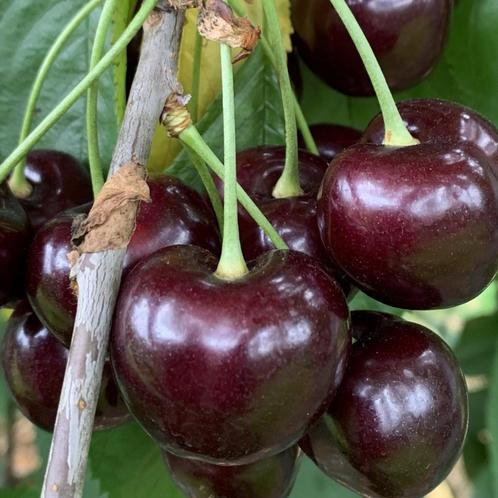 Kersenboom - Prunus Karina - Omtrek: 10-14 cm | Hoogte: 300, Tuin en Terras, Planten | Bomen, Ophalen of Verzenden
