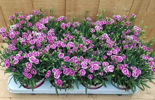 Dianthus Anjer Pink Kisses 8 potjes per tray, Tuin en Terras, Planten | Tuinplanten, Verzenden