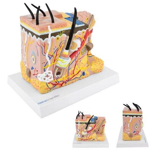 Anatomie model huid (20x15x23 cm), Sport en Fitness, Overige Sport en Fitness, Verzenden