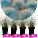 Festuca glauca Elijah Blue + pot 9cm 4 pcs, Tuin en Terras, Planten | Fruitbomen, Verzenden, Volle zon