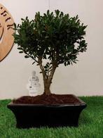 Japanese holly bonsai (Ilex crenata) - Hoogte (boom): 26 cm, Antiek en Kunst