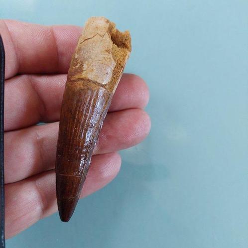 Dinosaurus - Fossiele tand - Spinosaurus aegyptiacus - 85 mm, Verzamelen, Mineralen en Fossielen
