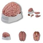 Anatomie model hersenen, 5-delig, Nieuw, Verzenden