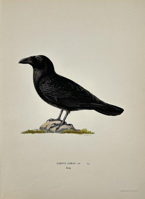 0 Magnus von Wright (1805 - 1868) - Set of 8 Antique Prints, Verzamelen, Dierenverzamelingen