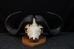 Large Cape Buffalo Schedel van een zoogdier - Syncerus, Nieuw