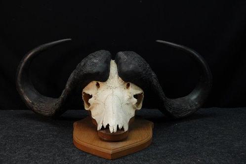 Large Cape Buffalo Schedel van een zoogdier - Syncerus, Verzamelen, Dierenverzamelingen