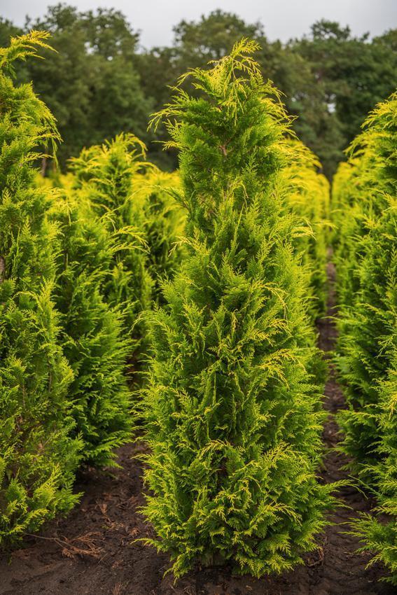 Chamaecyparis lawsoniana Stardust 175-200 kluit, Tuin en Terras, Planten | Struiken en Hagen, Conifeer, Haag, 100 tot 250 cm, Ophalen