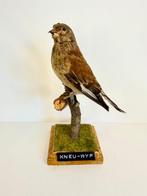 Grote lijster – vrouwelijk Taxidermie volledige montage -, Nieuw