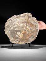 Een indrukwekkende plak versteend hout op een op maat