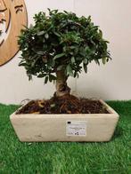 Vuurdoorn bonsai (Pyracantha) - Hoogte (boom): 28 cm -, Antiek en Kunst