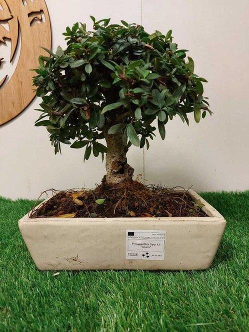 Vuurdoorn bonsai (Pyracantha) - Hoogte (boom): 28 cm -, Antiek en Kunst, Curiosa en Brocante