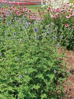 Echinops bannaticus Blue Globe (blauw, Tuinplanten kopen?), Tuin en Terras, Volle zon, Vaste plant, Siergrassen, Ophalen of Verzenden