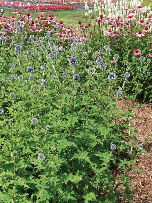 Echinops bannaticus Blue Globe (blauw, Tuinplanten kopen?), Tuin en Terras, Planten | Tuinplanten, Siergrassen, Vaste plant, Volle zon