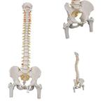 Anatomie model wervelkolom met femurkoppen, 83 cm, Verzenden, Nieuw