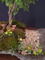 Serissa – Geen reseprijs - Hoogte (boom): 27 cm - Diepte